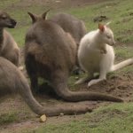 abenteuer safari
