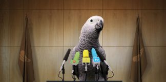 bild nachrichtensprecher papagei